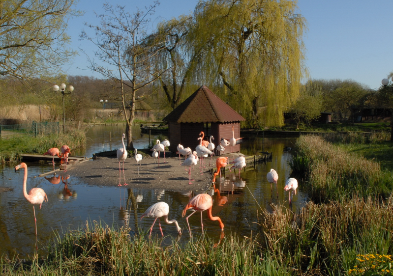 vogelpark_niendorf